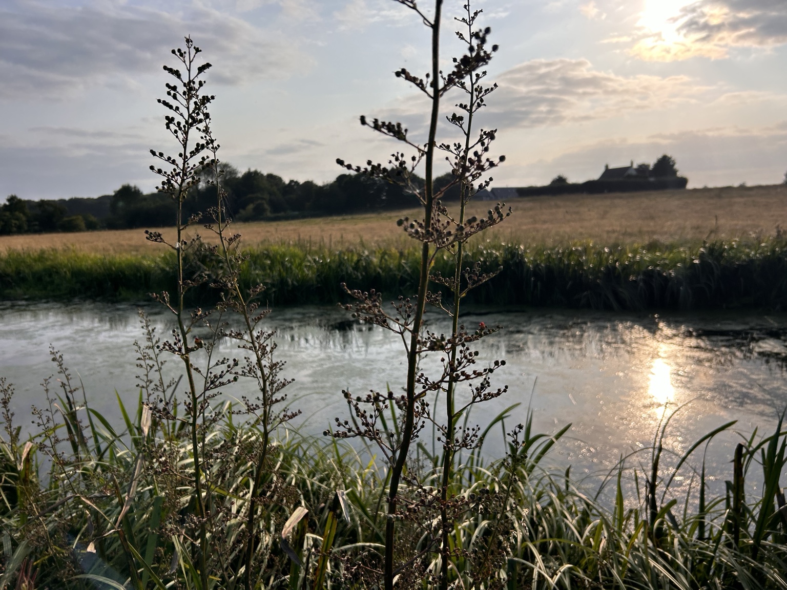 Wild plants framing the river in evening light