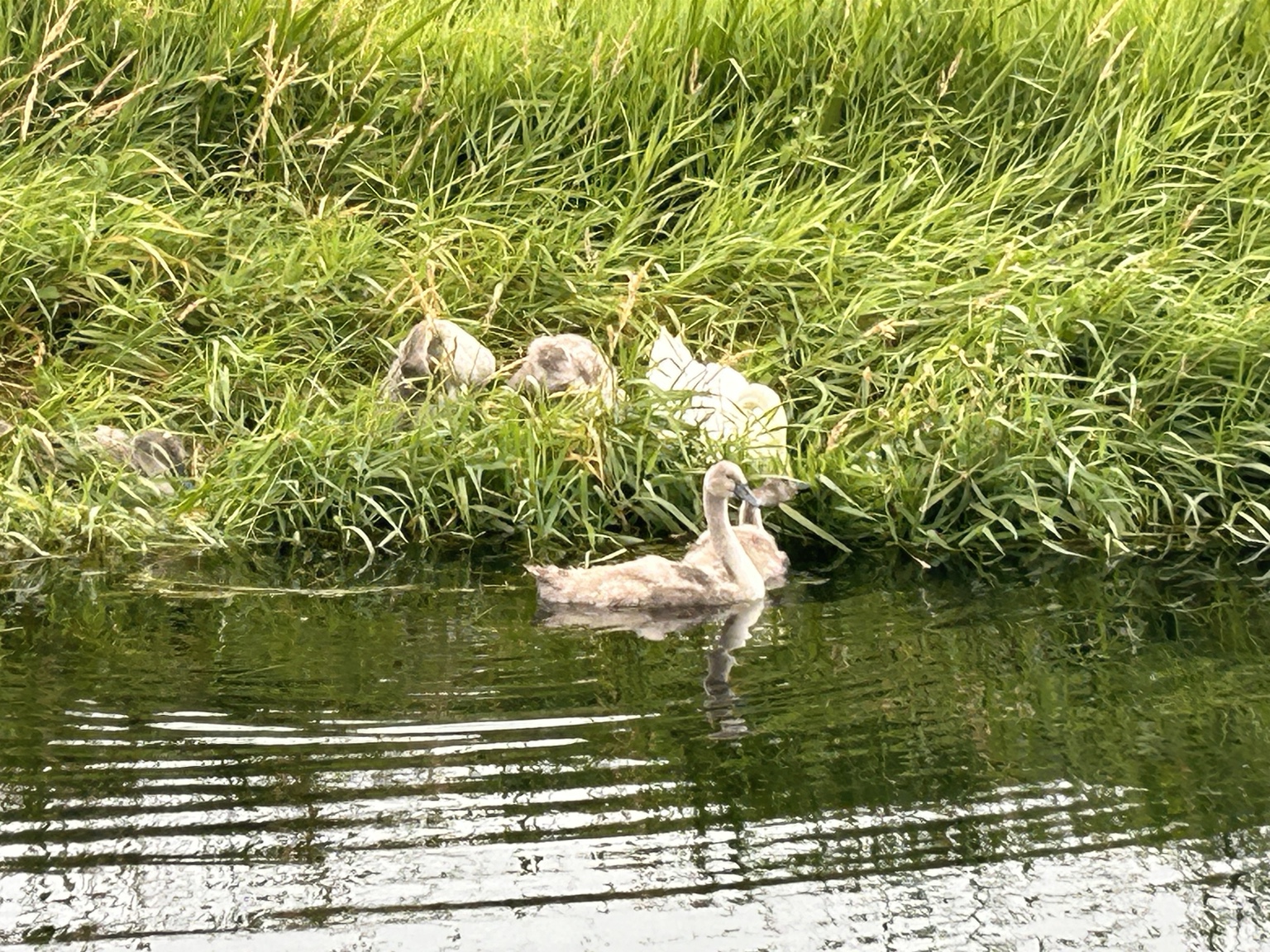 A young swan exploring the edge of the river