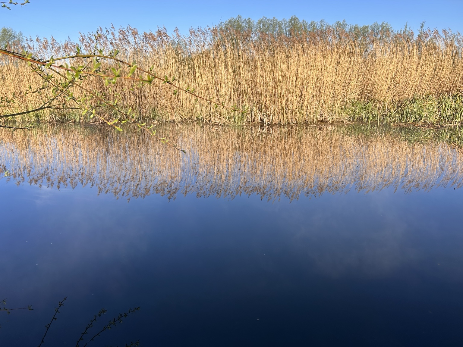 Reeds reflected in still blue water