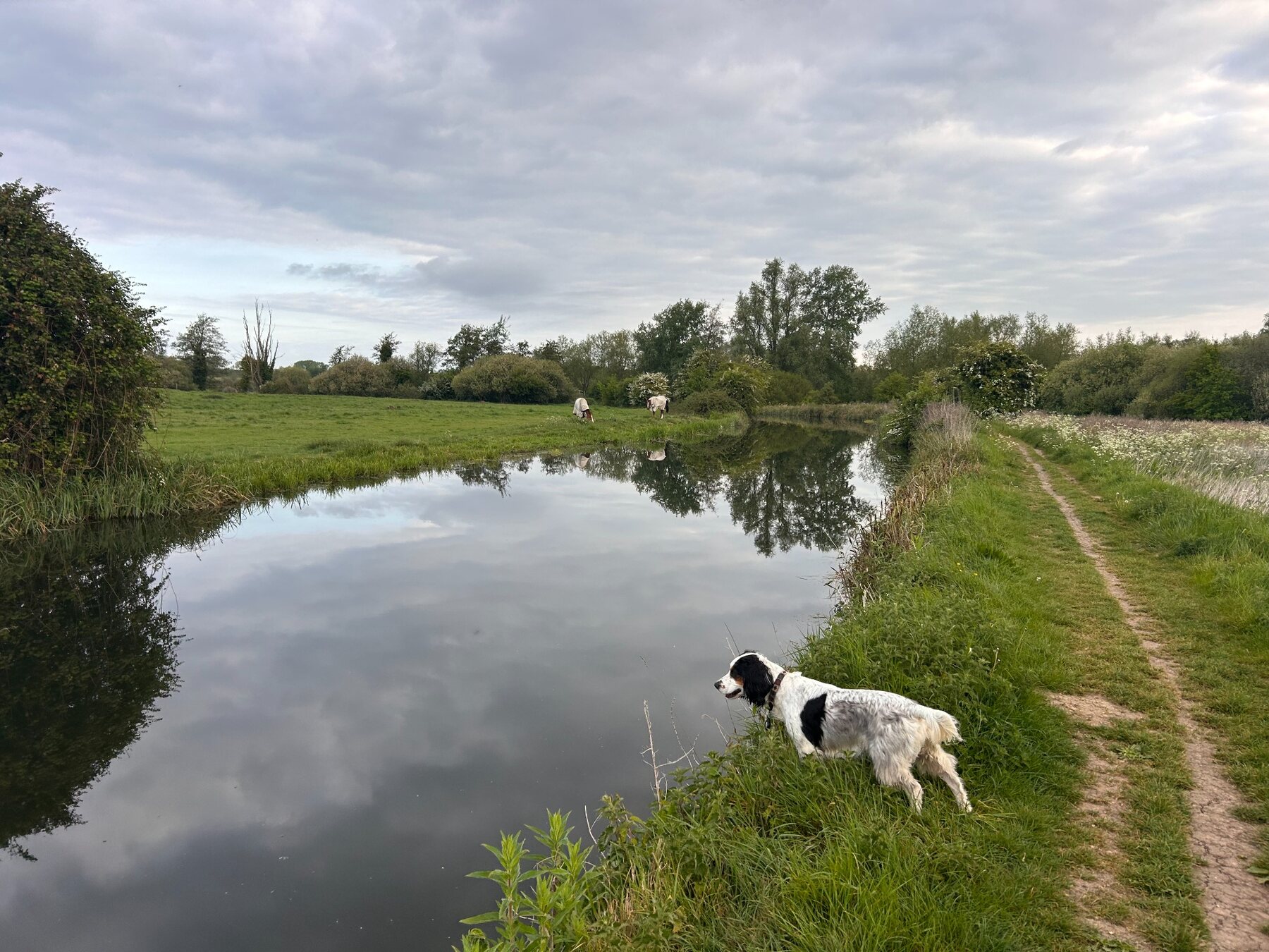 Bobbie beside a quiet river path near Little Hallingbury